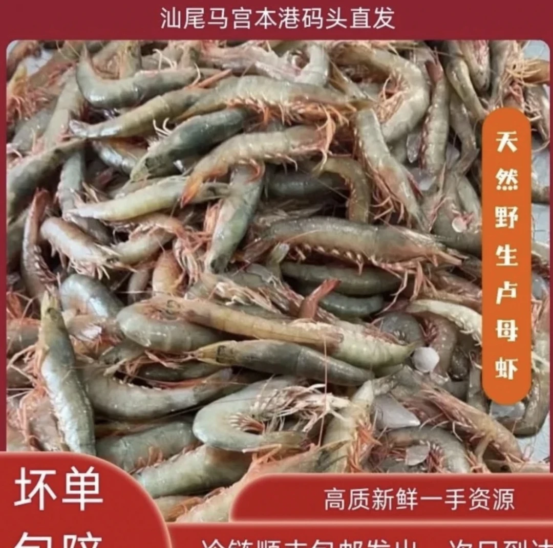 纯天然优质野生沙卢虾麻虾青根虾马宫港深海捕捞