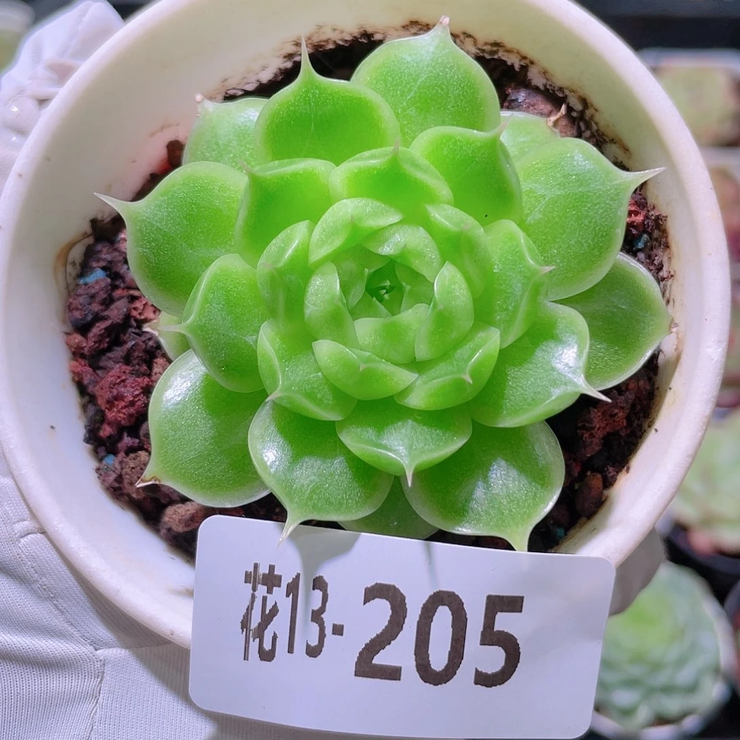 花利美13-205海王