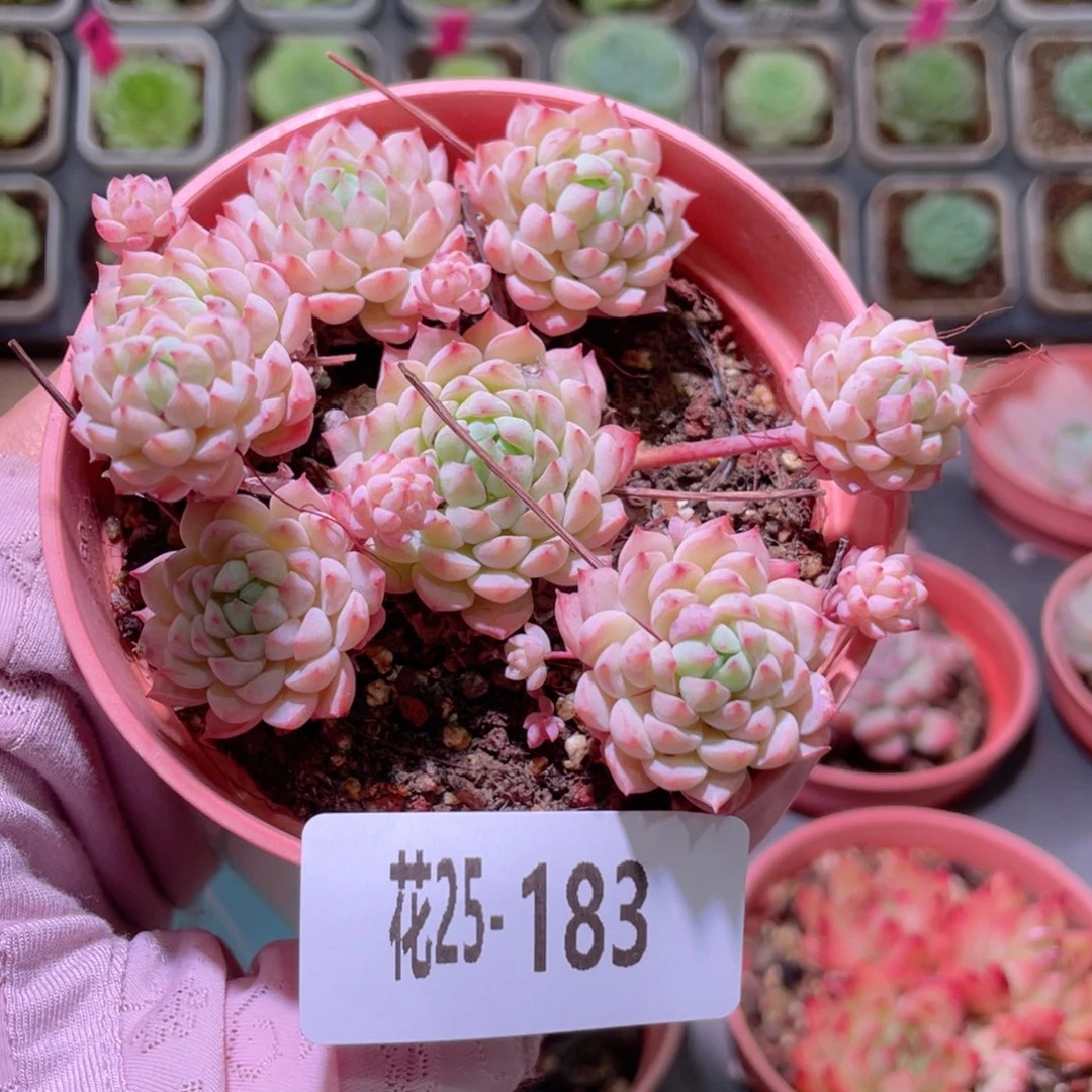 花利美25-183小粉莓