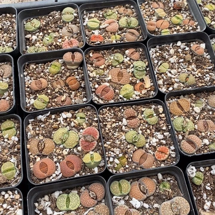 生石花5颗一组一组