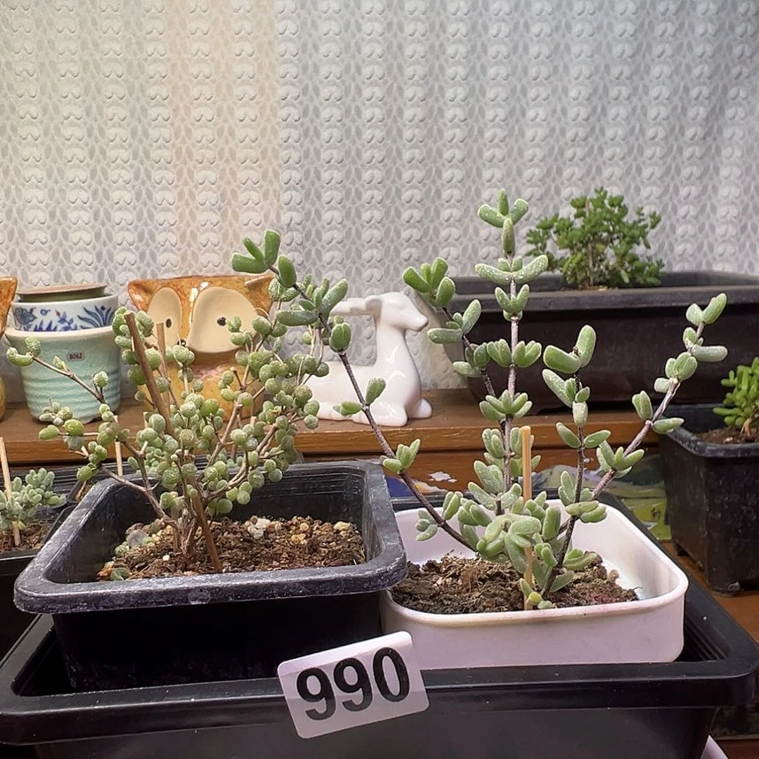枝干番杏多肉植物990