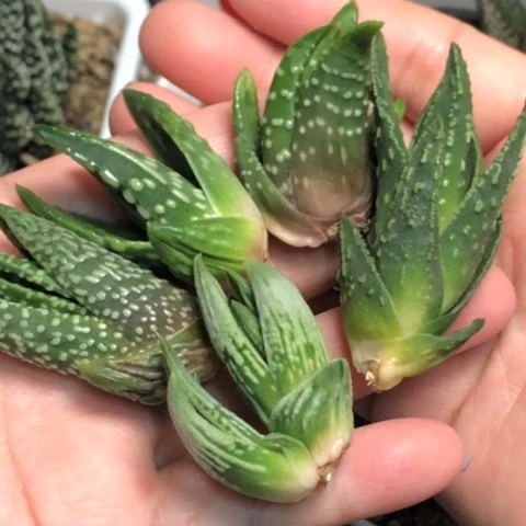 硬叶组合5颗一起哈哈哈