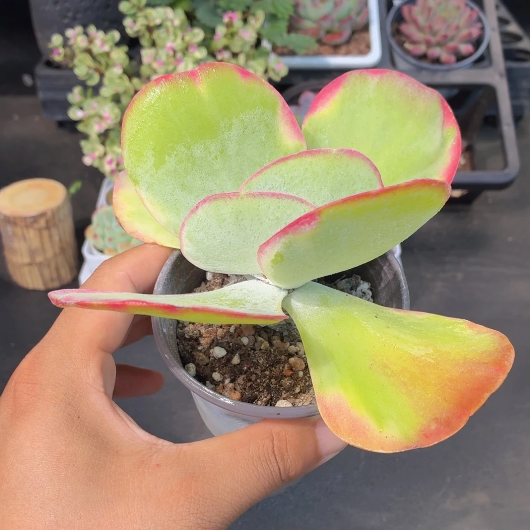 唐印锦多肉9.9包邮发货