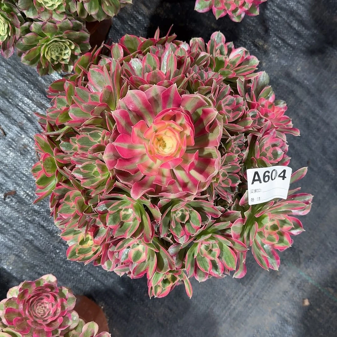 妖月多肉法师a604