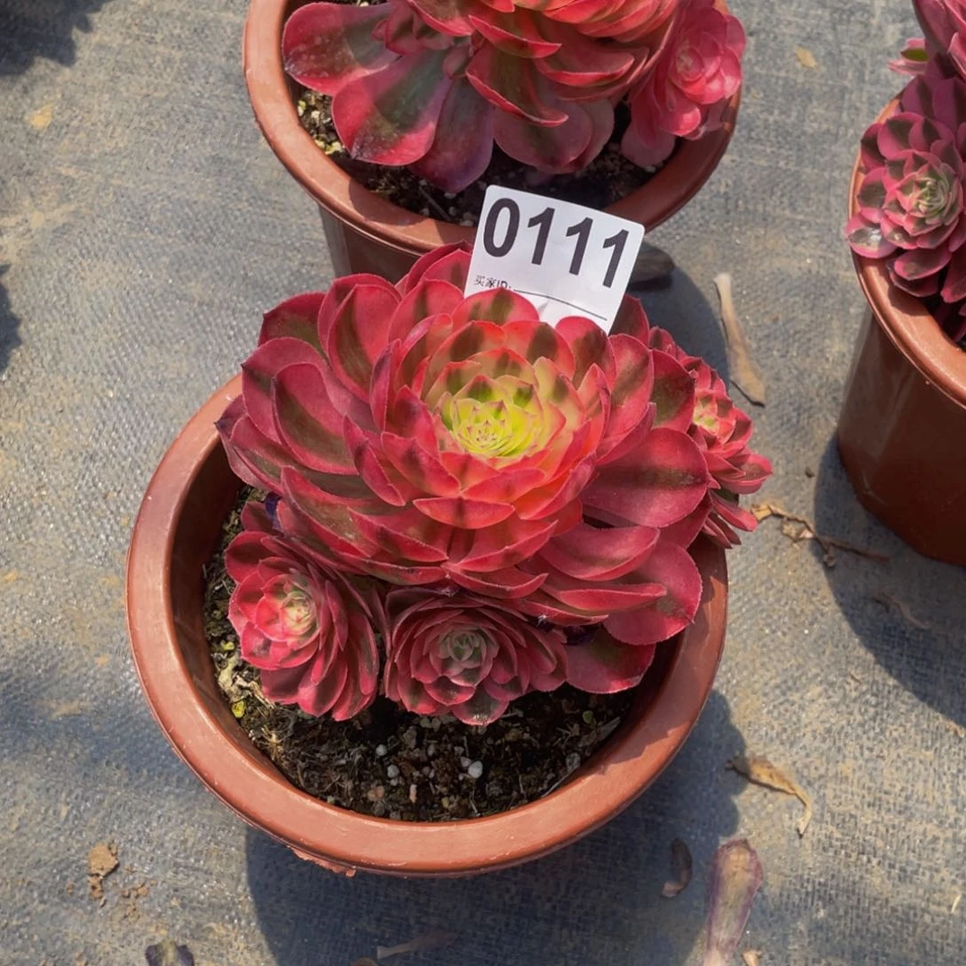 无花朵倾城0111福利