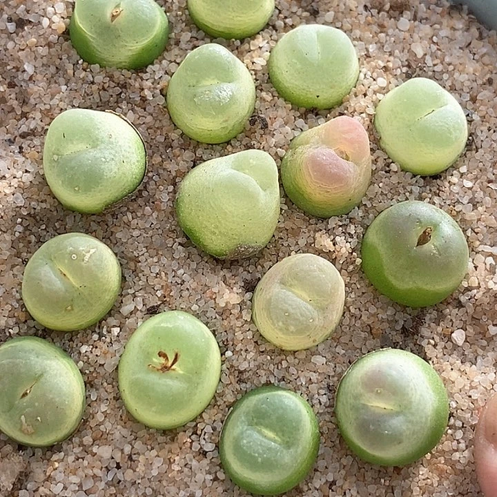 13529拉登样本一颗