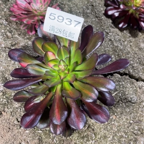 花蝴蝶多肉的5937