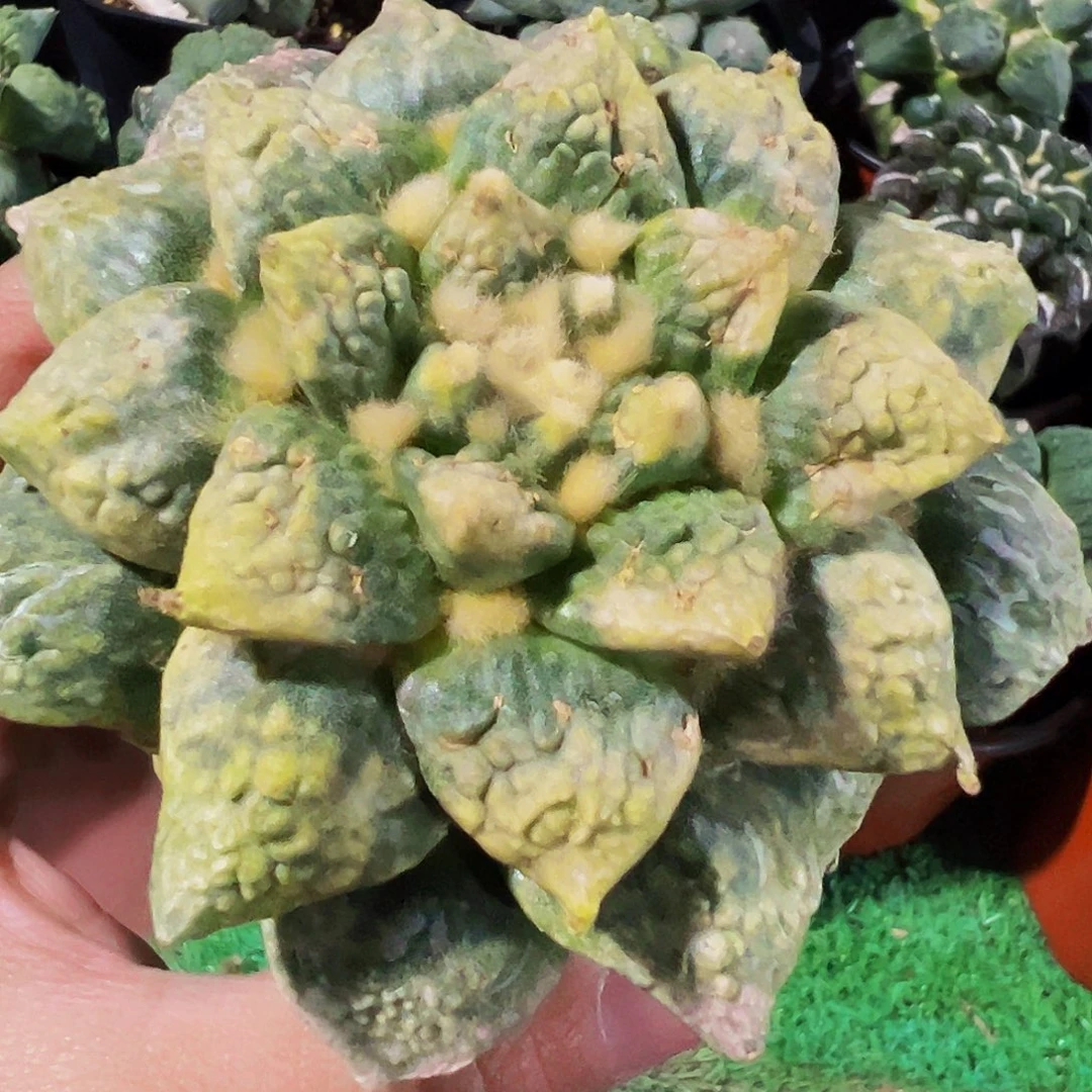 无花朵龟甲牡丹锦有点锈斑077