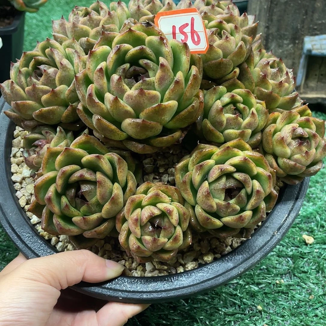 156一物一一拍一拍