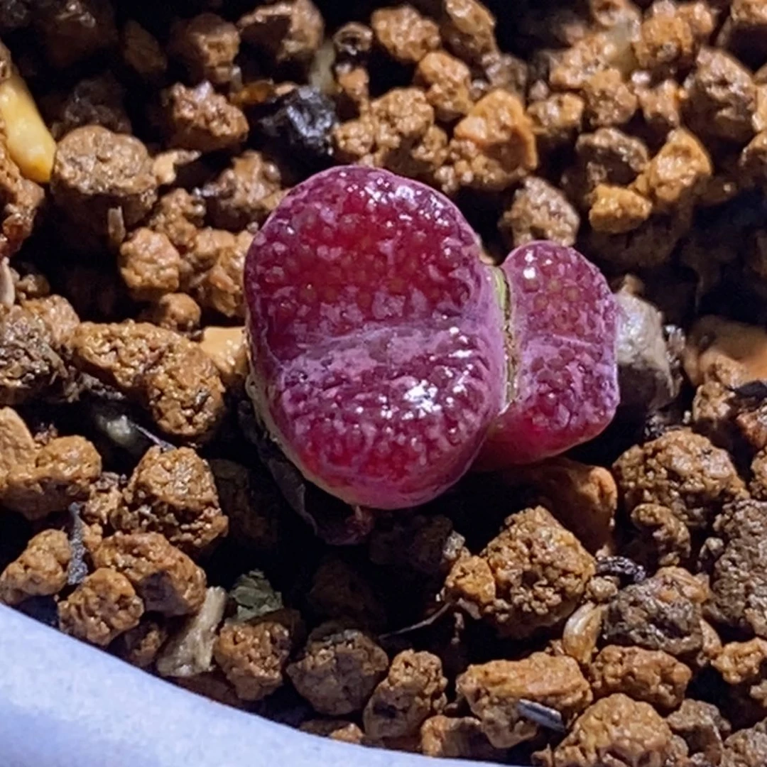 鱼子酱窗双头马克