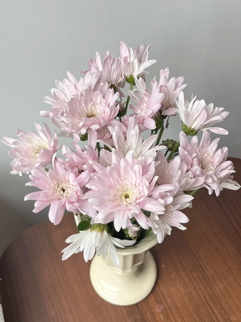 【弥勒粉】10支超长待机小雏菊