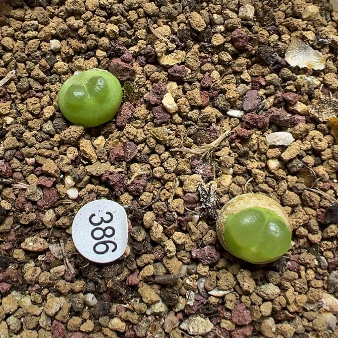 雪茄两颗脱土386000
