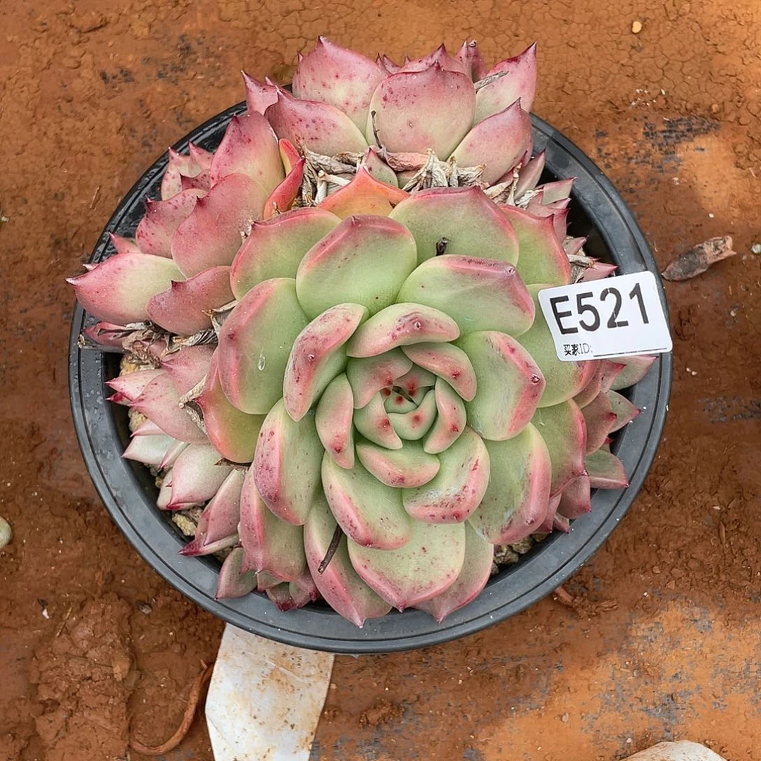 若如东云组拍E521