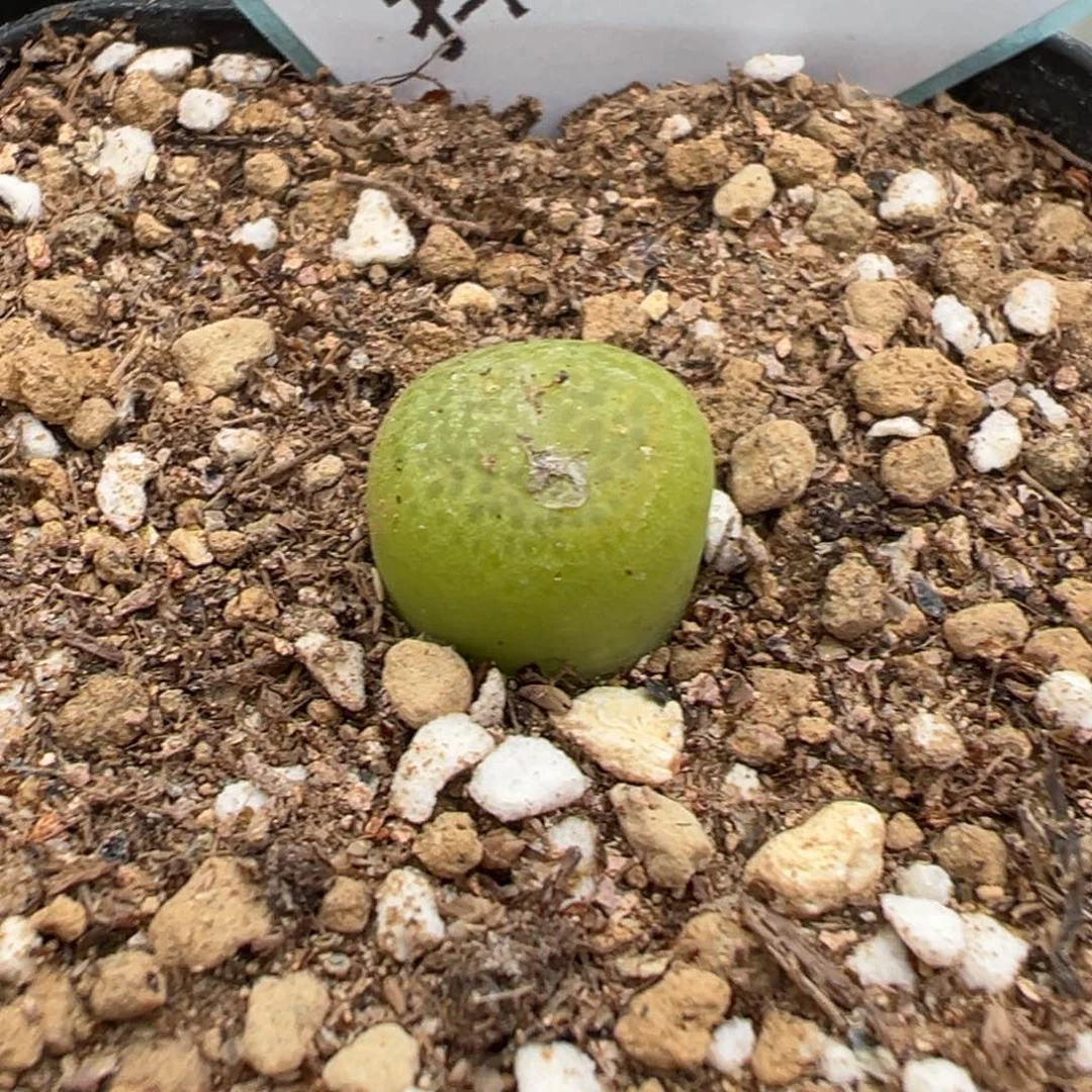 逗*23-27河马肉锥多肉植物