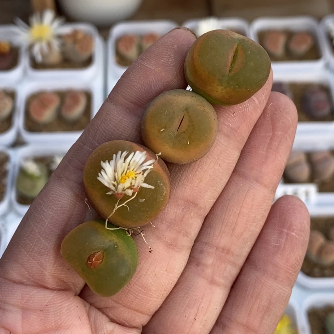 5470 毛汉尼四颗裸根