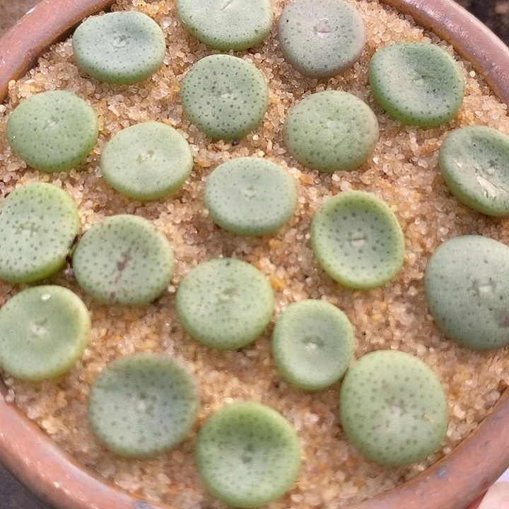 小酒杯单头一颗