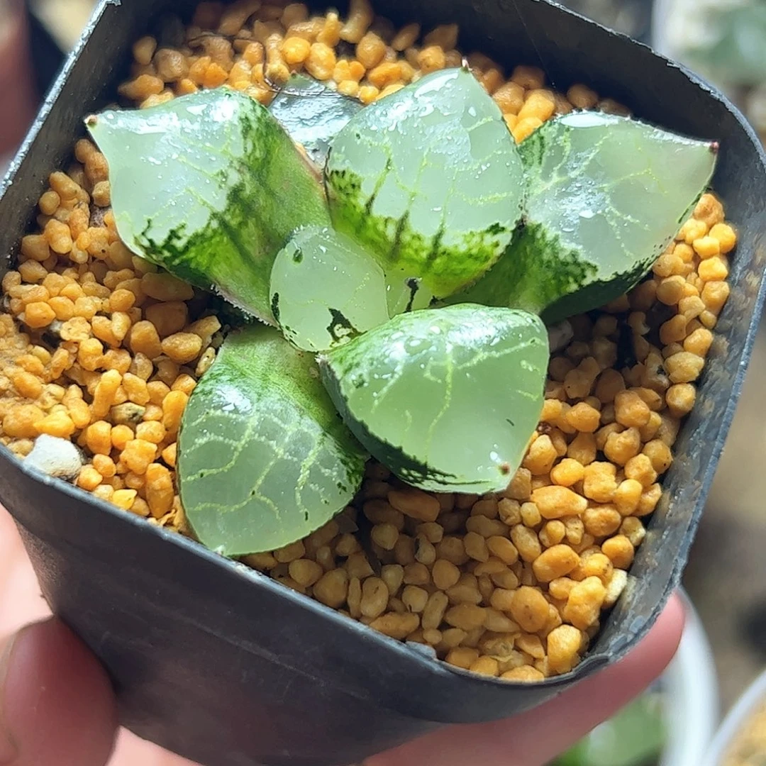 冰皇寿十二卷多肉植物