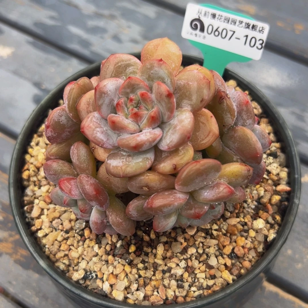 多肉一物一拍0607-103 星星橙