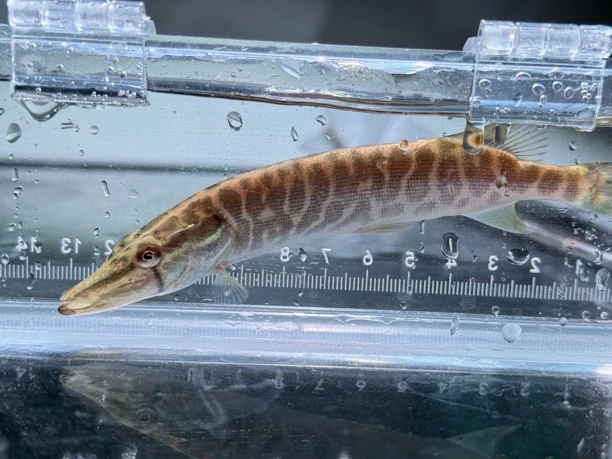 白斑狗鱼 冷水鱼 肉食性鱼类 小鱼小虾 国产猛鱼冷水鱼观赏鱼淡水