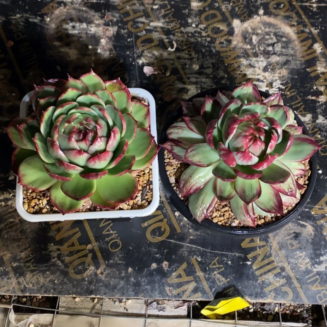 余***生惊鸿仙子一物一拍