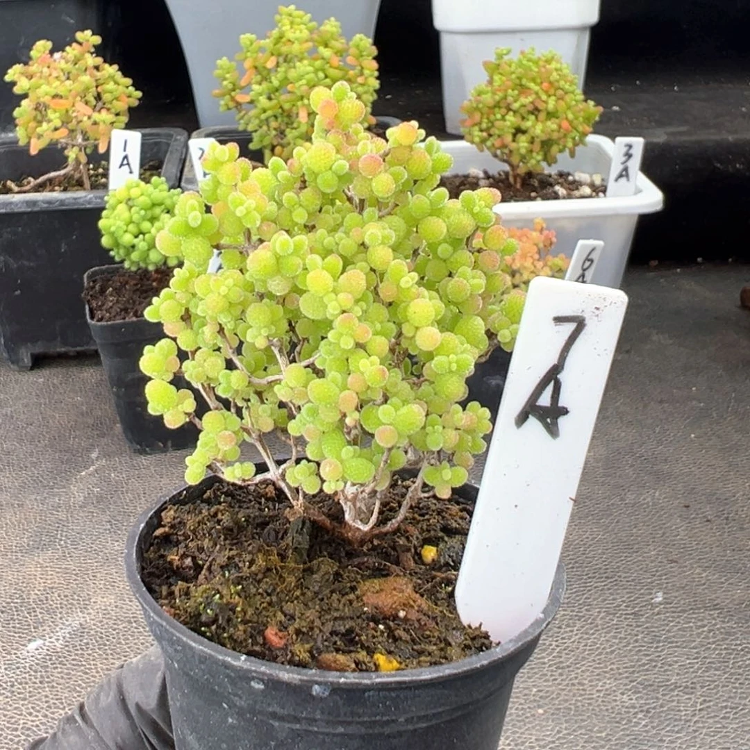 精控蜜橘糖球7号