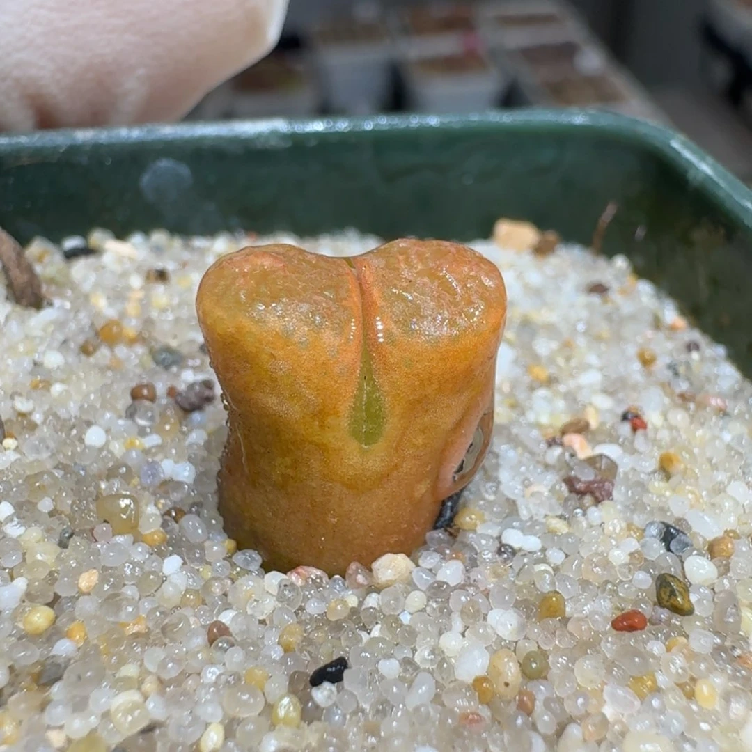 煮**茶0206-80肉锥肉锥