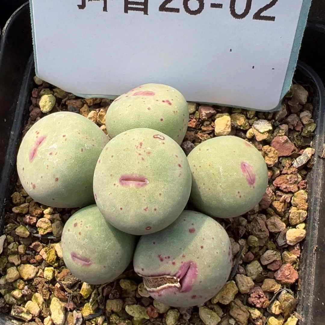 26-02红嘴多肉植物，
