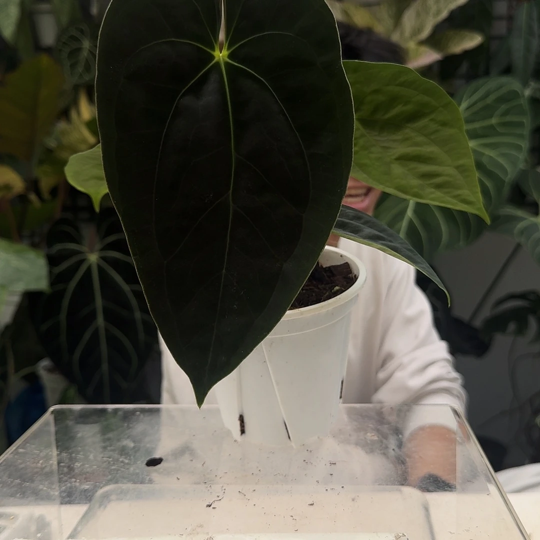 完全开放R68暗黑巴拿马