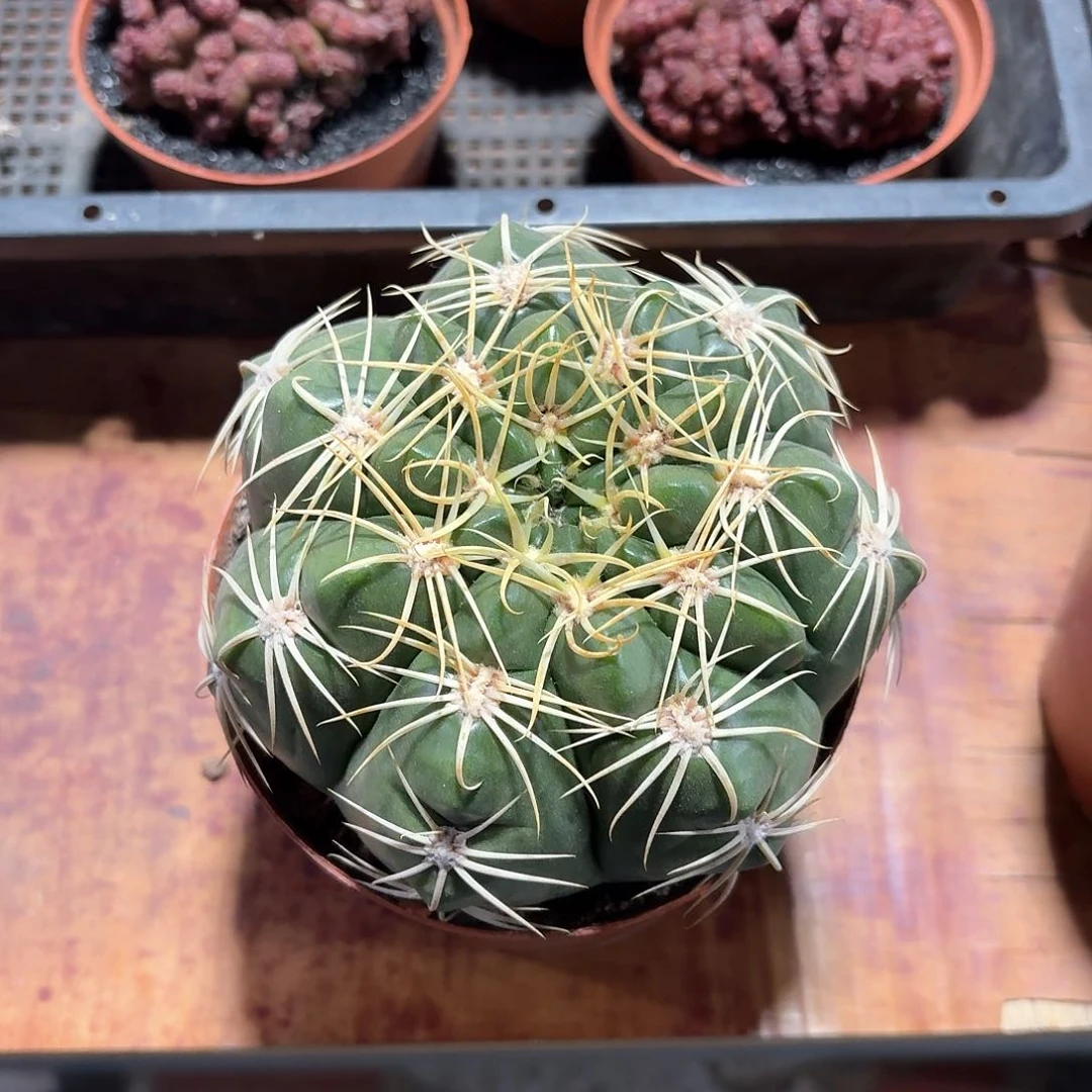 顾海王仙人球仙人球223