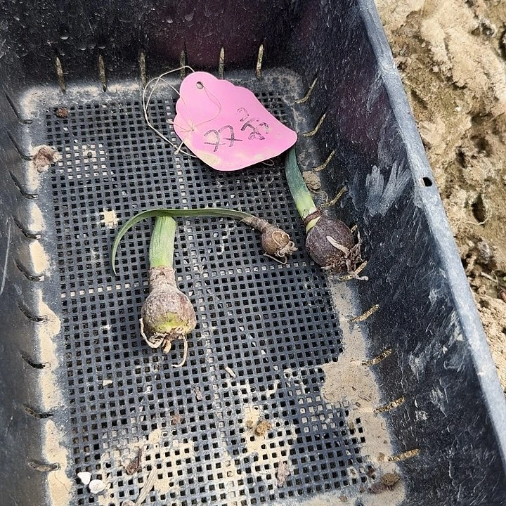 双柔朱顶红三棵