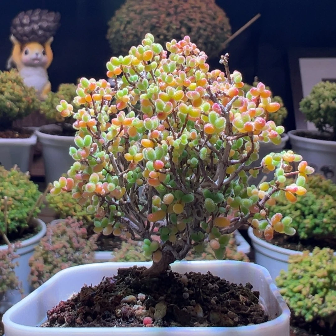 486蜜橘一物一拍带盆土发货