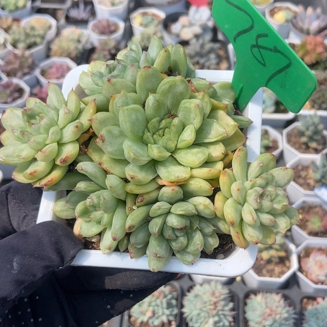 787冰天使锦多肉植物保护