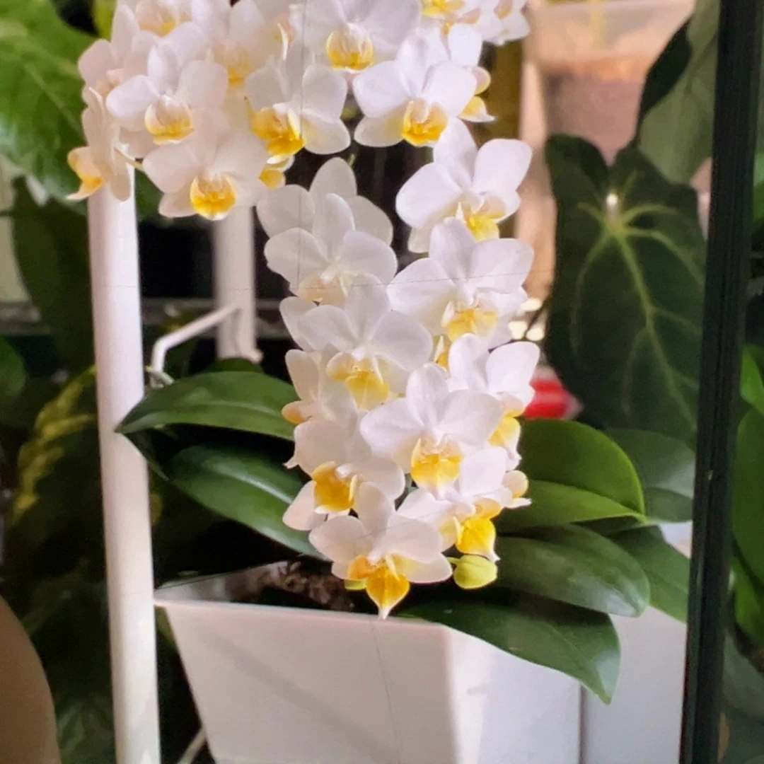 当前无花栽培后可以开花刘氏幻想浮力请凑单一颗不发货