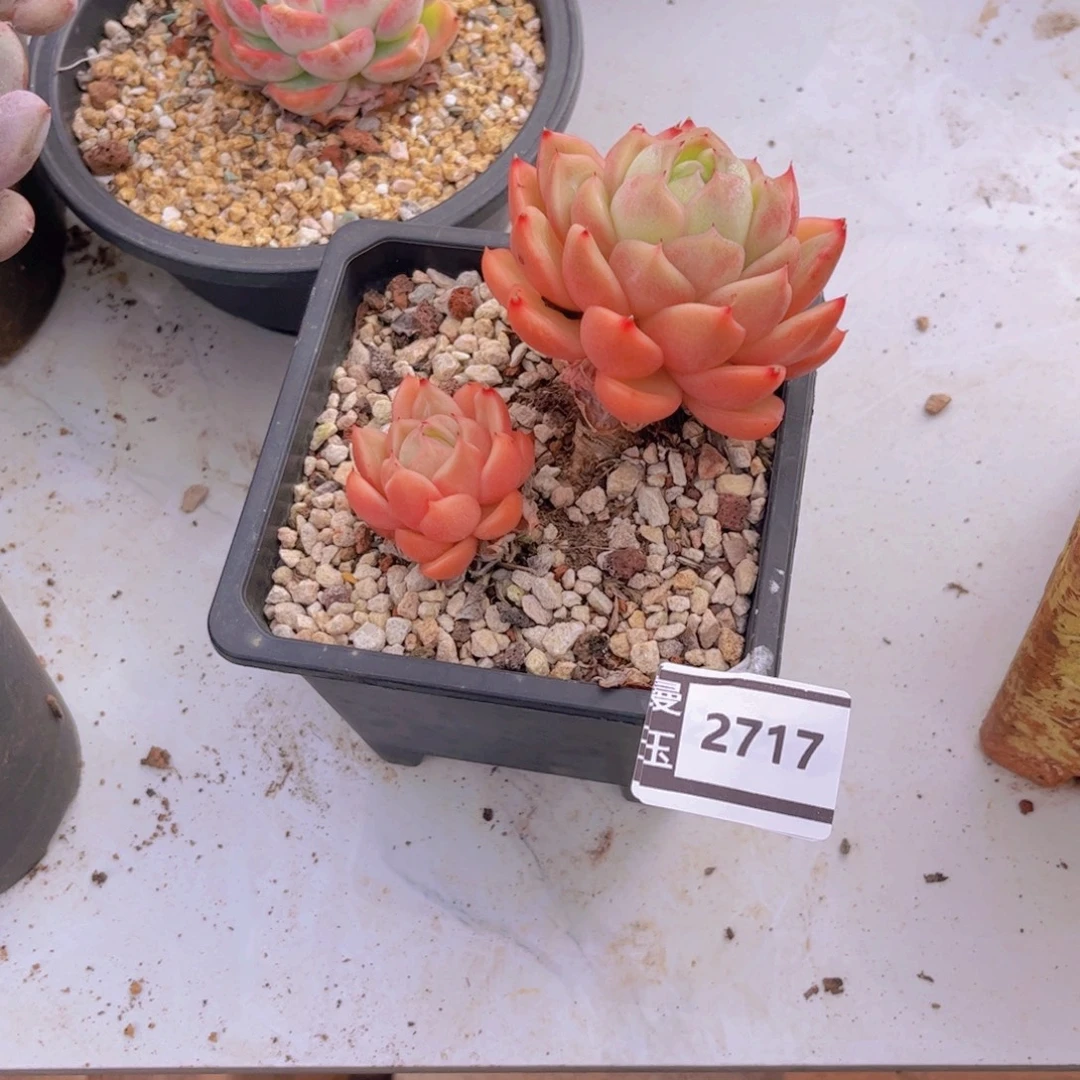 白玫瑰多肉植物2717