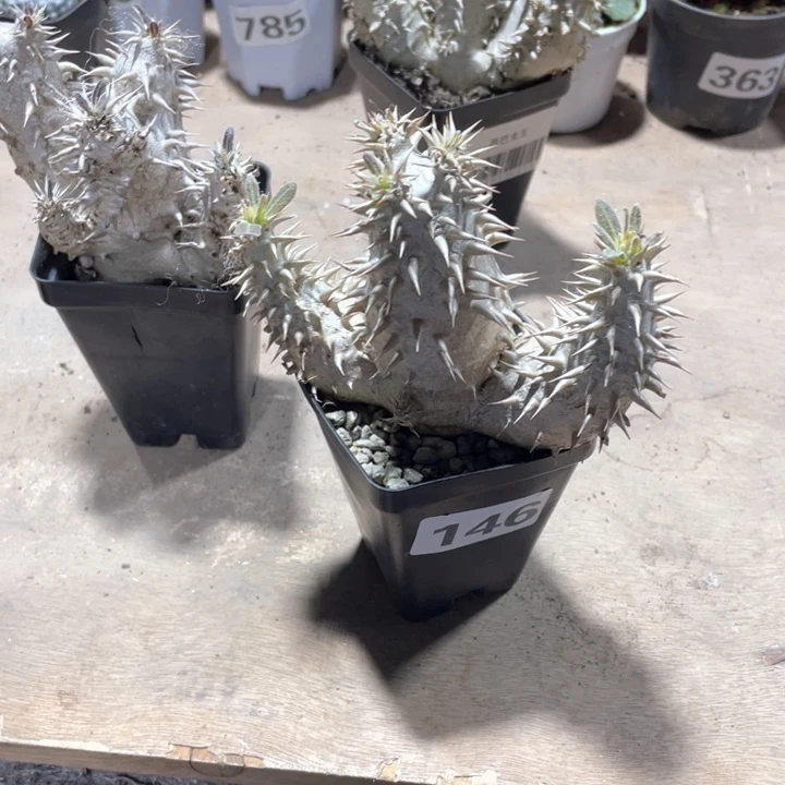 146处理西巴女王块根