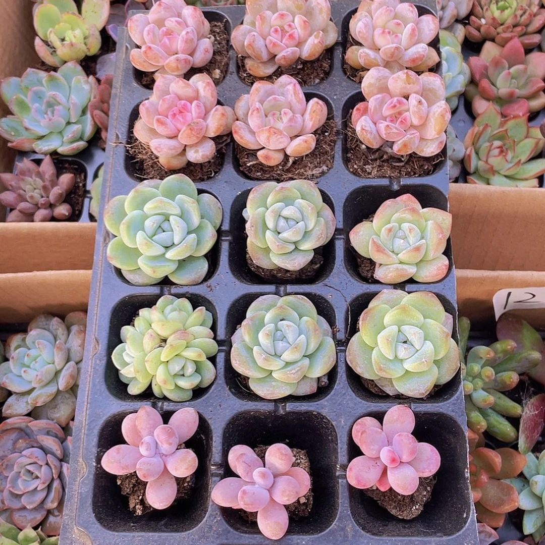 3个桃蛋+6个冰玉+6个星影橙约2-3厘米