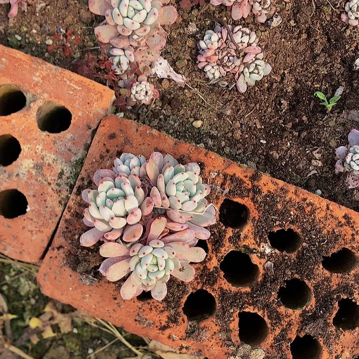 血爪群5个，000000000000