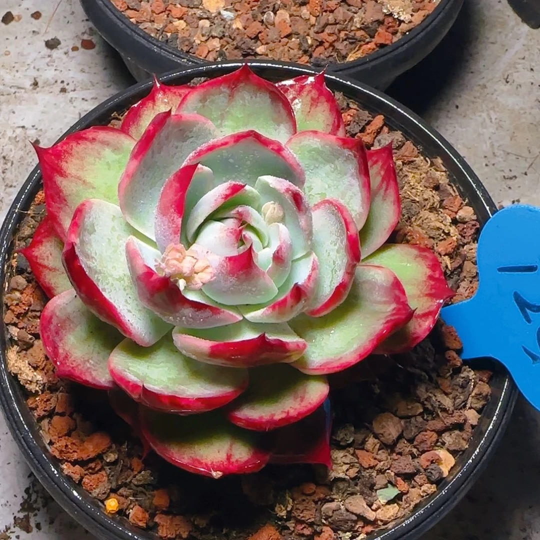 惊鸿仙子一物一拍129号