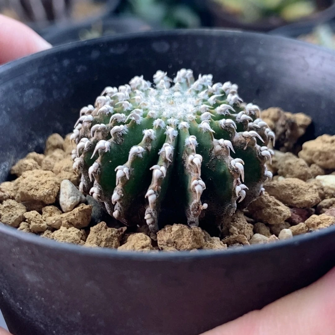 典***典无刺仙人球开花了