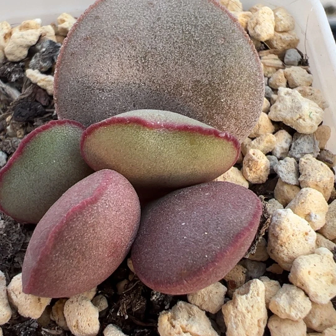 白肌红蛋大苗多肉植物水泡