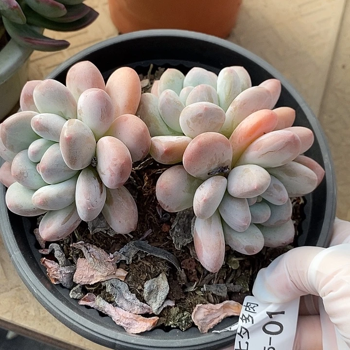 小七夕多肉香水01