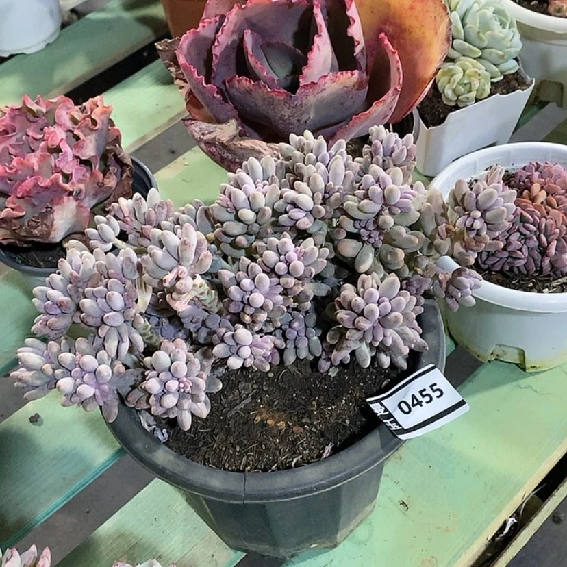 【闪购商品】婴儿手指0455