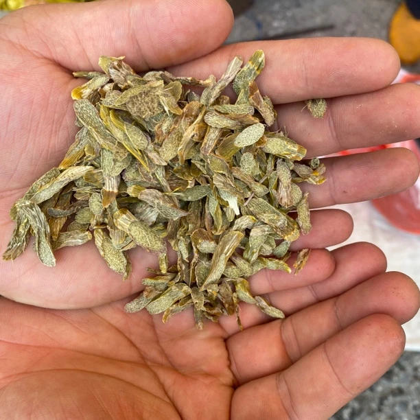 【农家自晒】精选石斛干片。