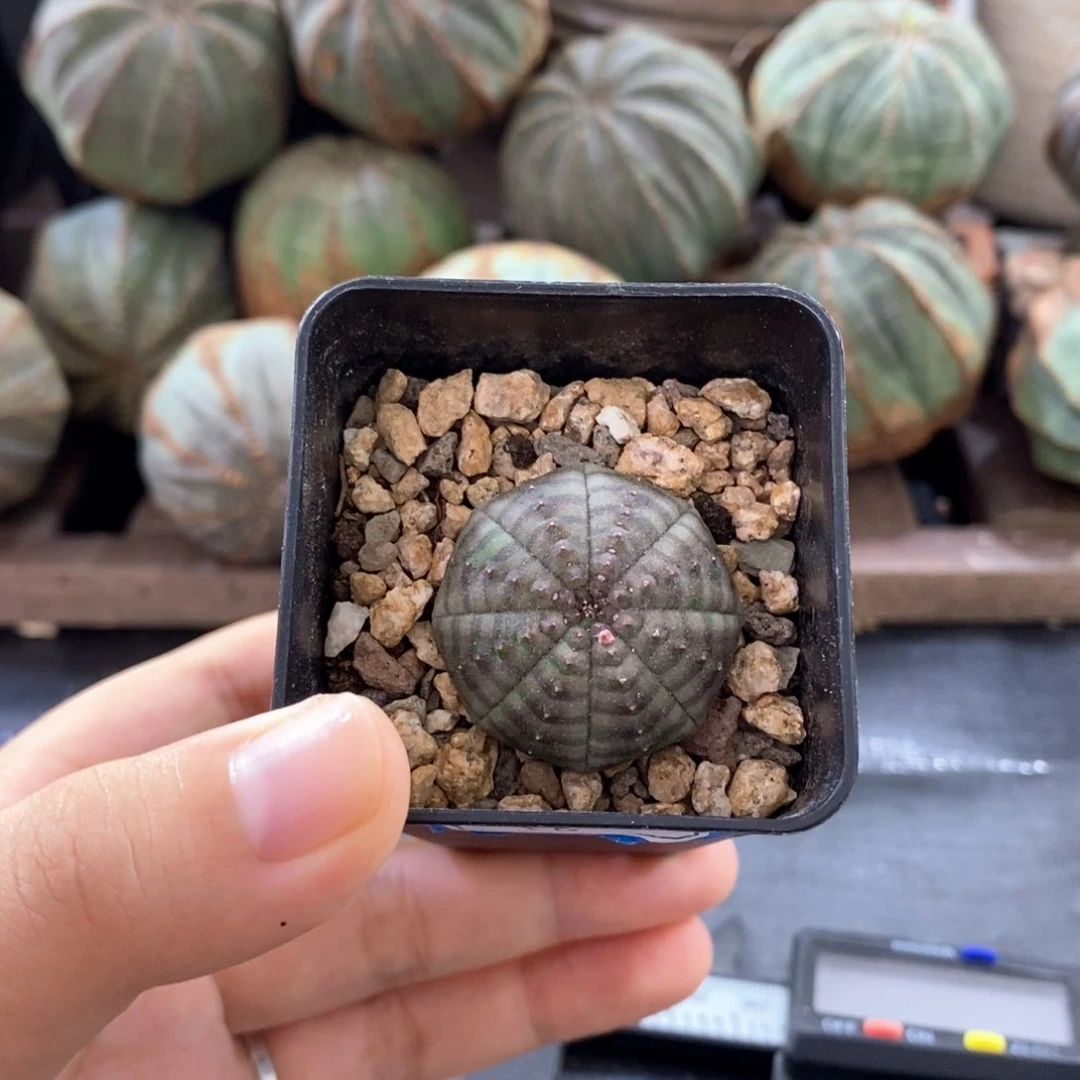 欧系实生布纹球 一物一拍