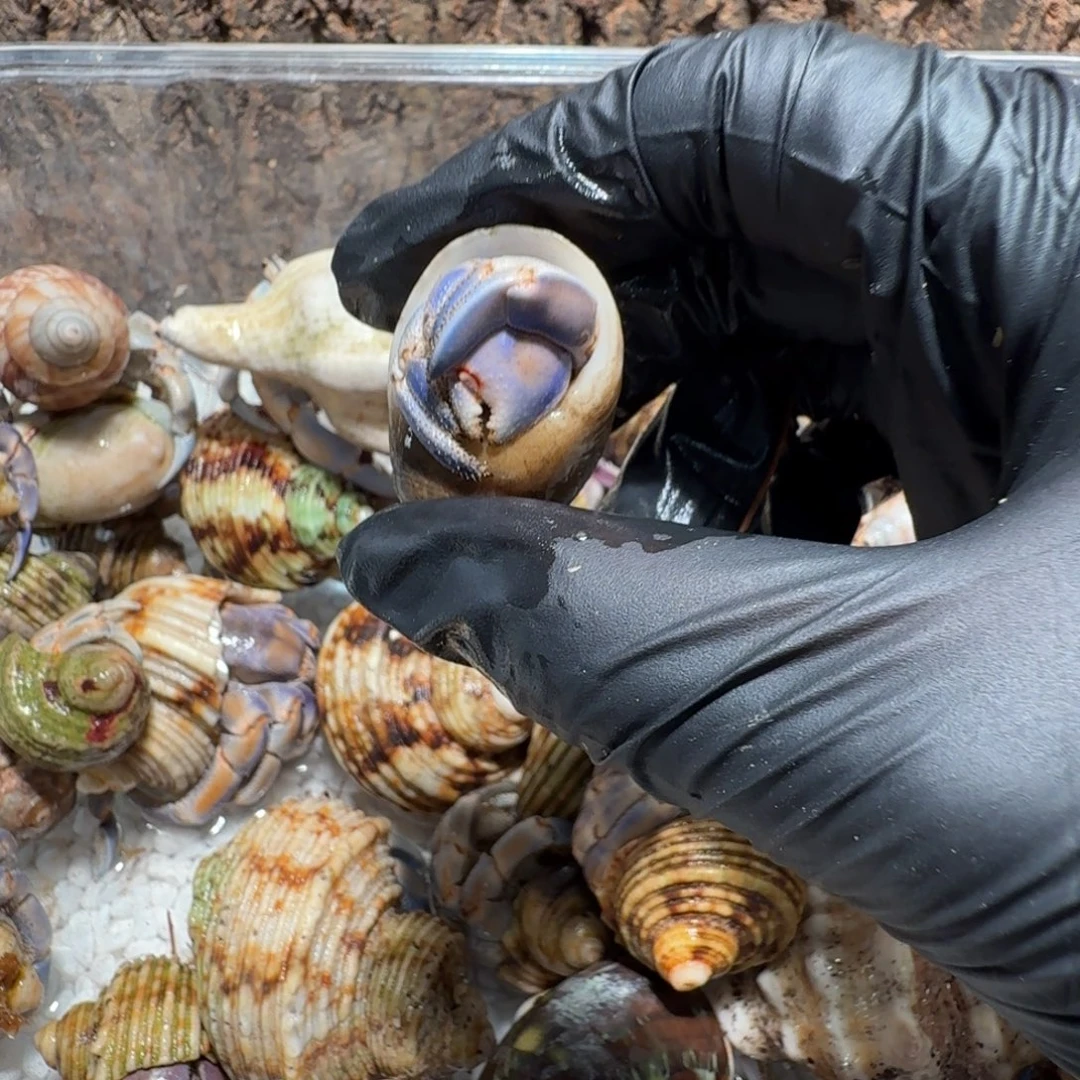 哇***栽直播间挑选专拍链接