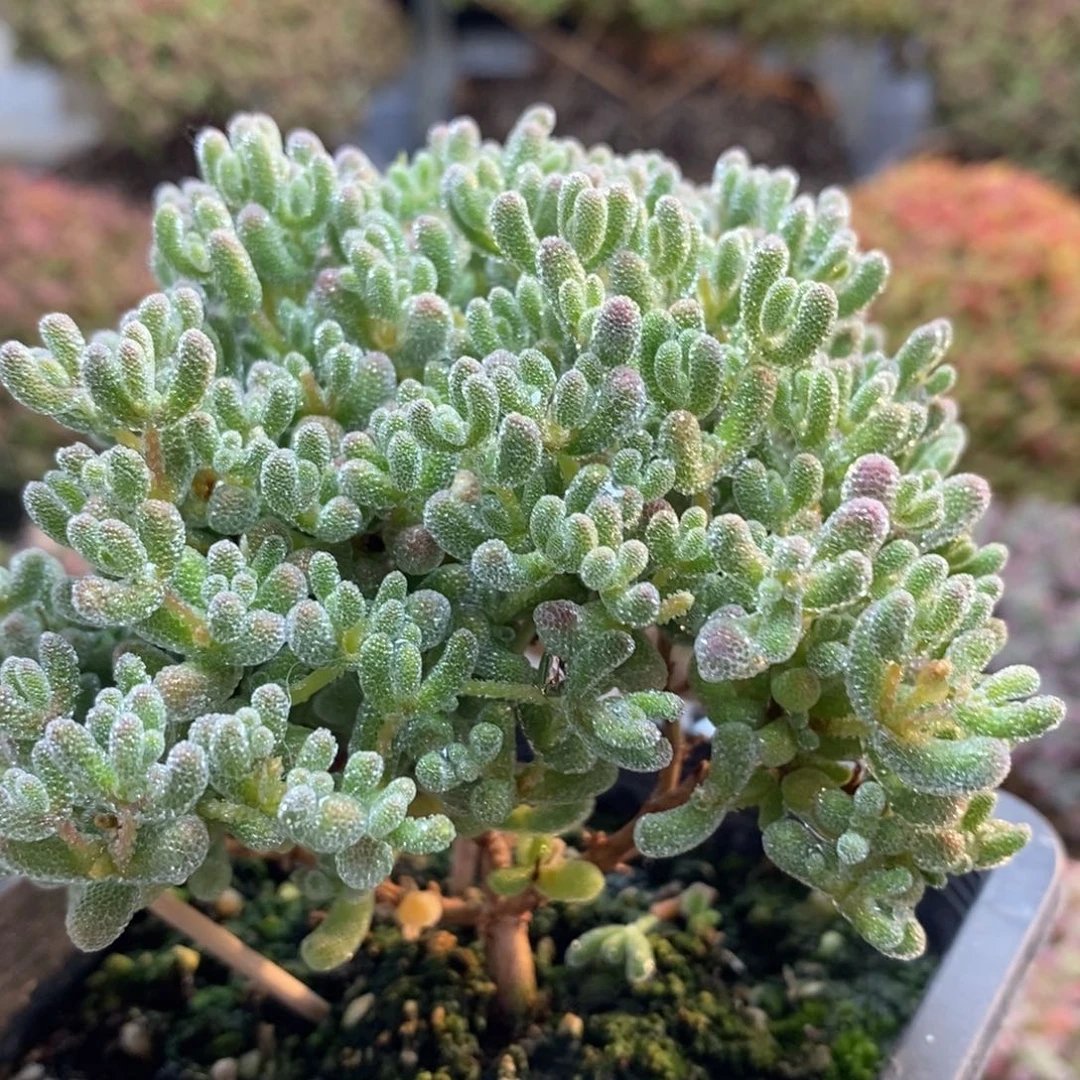 岚*澜优选冰晶5722枝干番杏