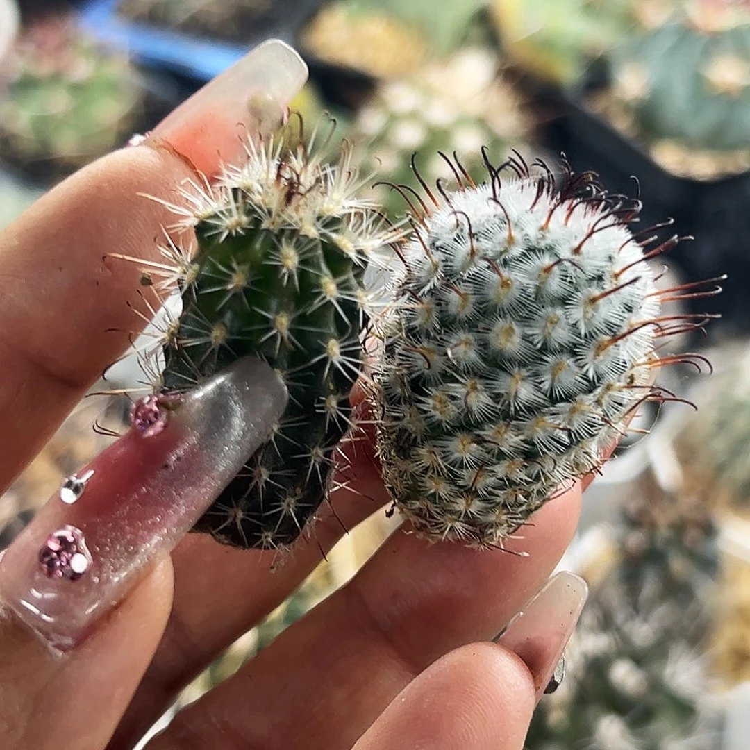 曲词加狼爪仙人球66666666