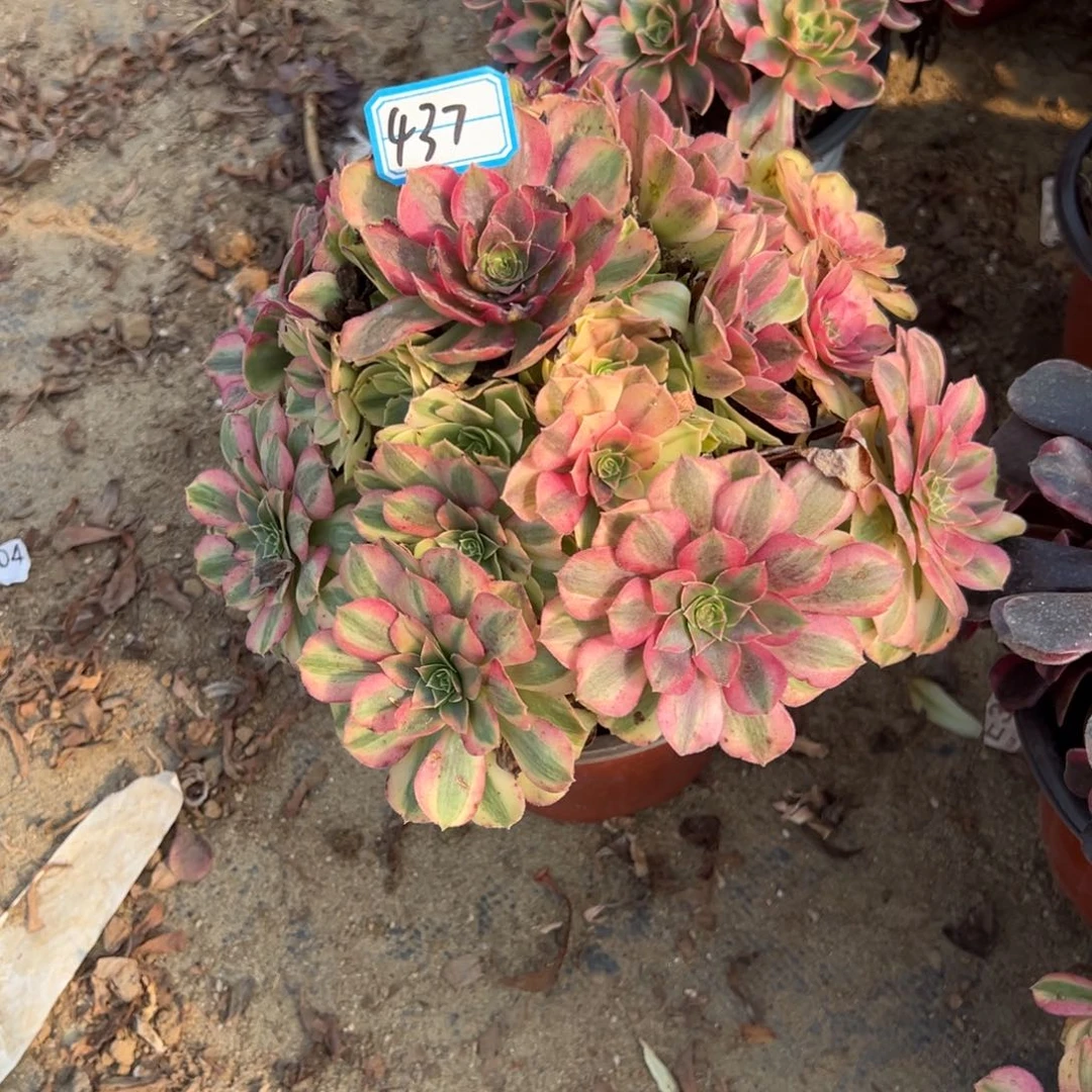 437雨荷多肉植物法师