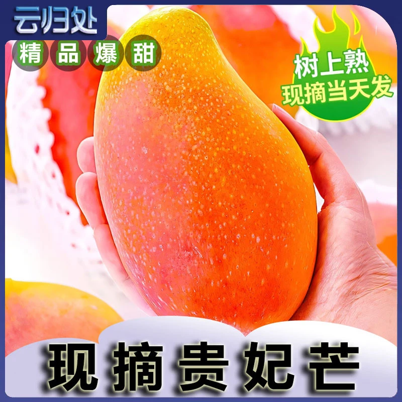 正宗贵妃芒果新鲜当季水果大果树上熟芒果现摘现发热带爆甜水果