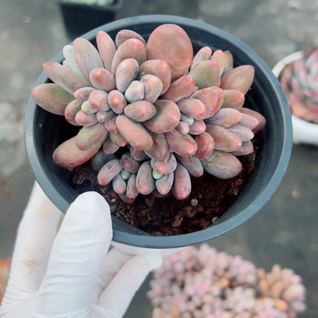 梅*多肉植物多肉植物